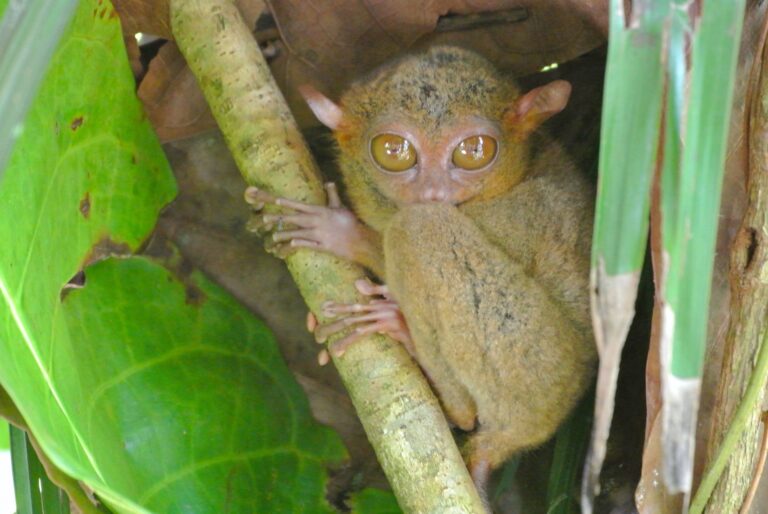 ボホール島 イメージ