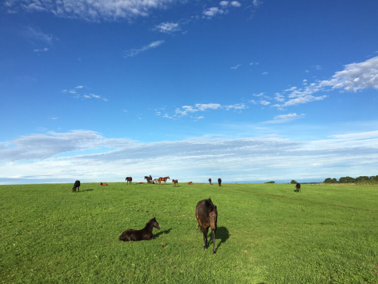 ヴェルサイユリゾートファーム イメージ