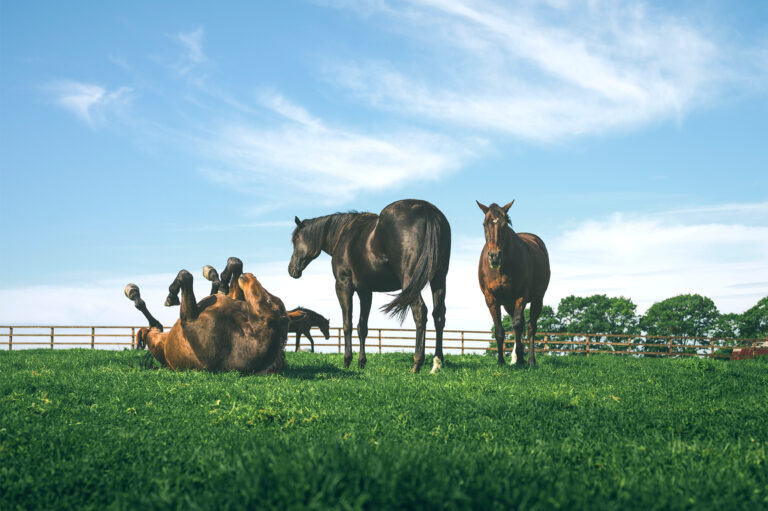 ヴェルサイユリゾートファーム イメージ